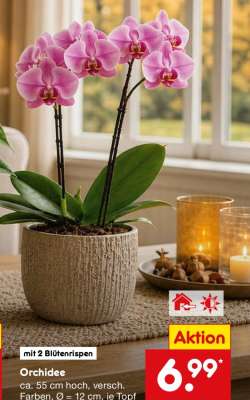 Orchidee