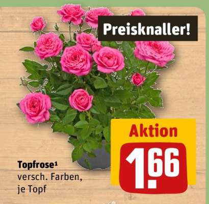 Topfrose*