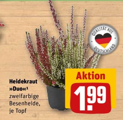 Heidekraut »Duo«¹