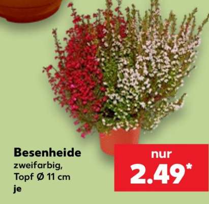 Besenheide