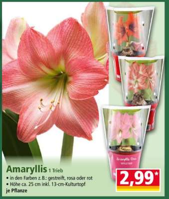 Amaryllis 1 Trieb