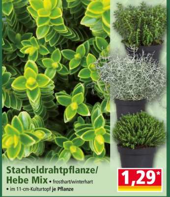 Stacheldrahtpflanze/ Hebe Mix
