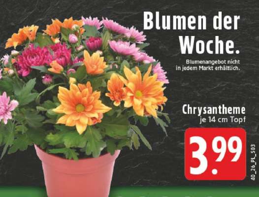 Chrysantheme