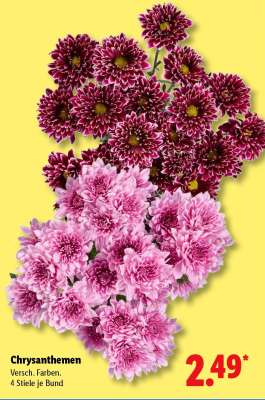 Chrysanthemen