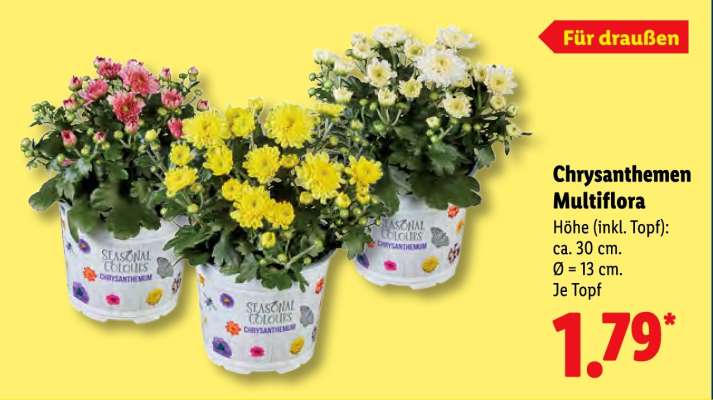 Chrysanthemen multiflora