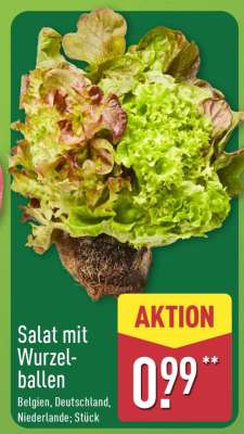 Salat mit Wurzelballen
