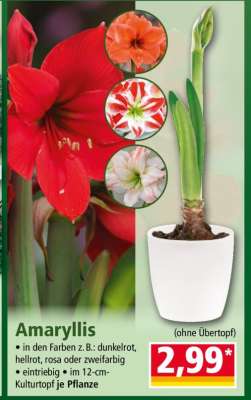 Amaryllis*
