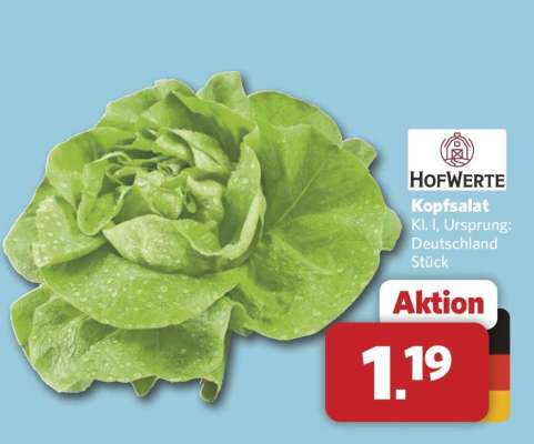 Kopfsalat