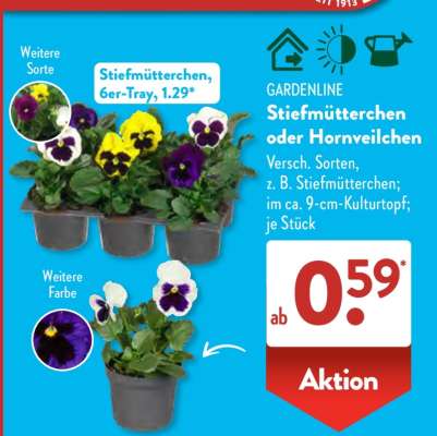 GARDENLINE Stiefmütterchen oder Hornveilchen