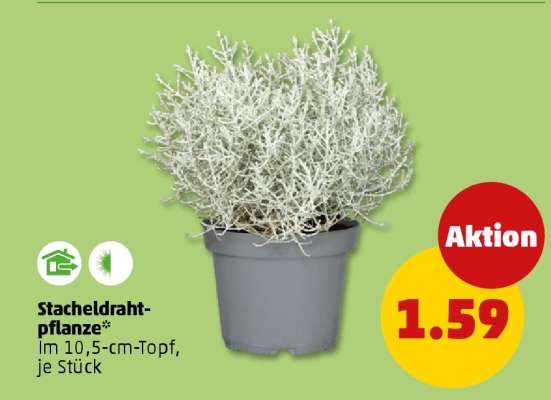 Stacheldrahtpflanze
