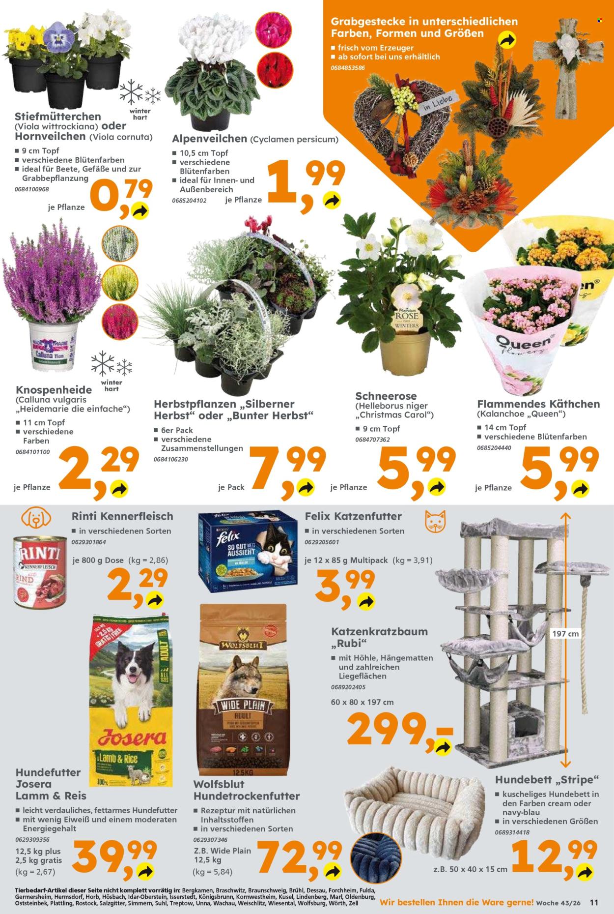 Globus Baumarkt Prospekte  - 19.10.2026 - 24.10.2026. Seite 11