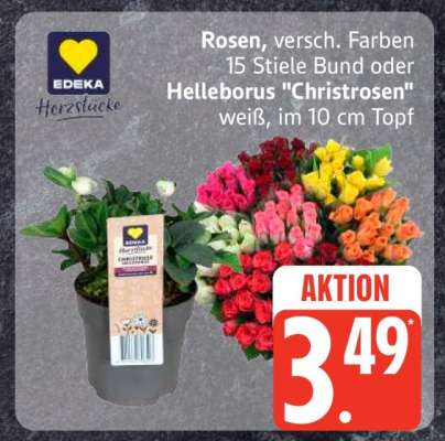 Rosen oder Helleborus 'Christrosen'