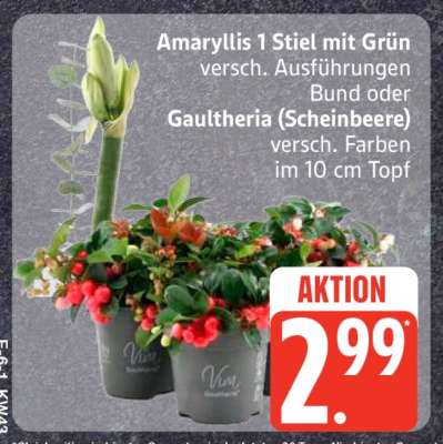 Amaryllis 1 Stiel mit Grün oder Gaultheria (Scheinbeere)