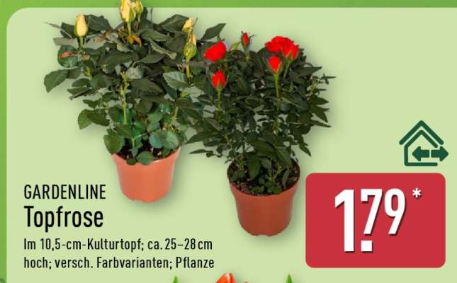GARDENLINE Topfrose