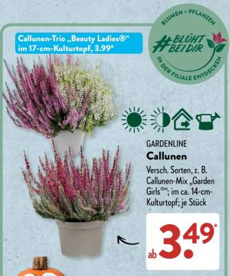 GARDENLINE Callunen