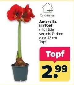 Amaryllis im Topf